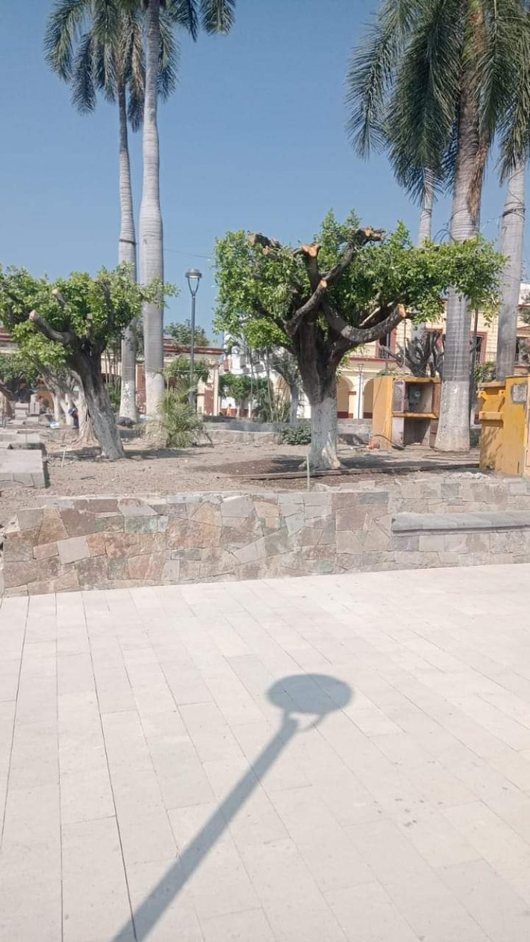 Denuncian tala en el Zócalo de Cuautla