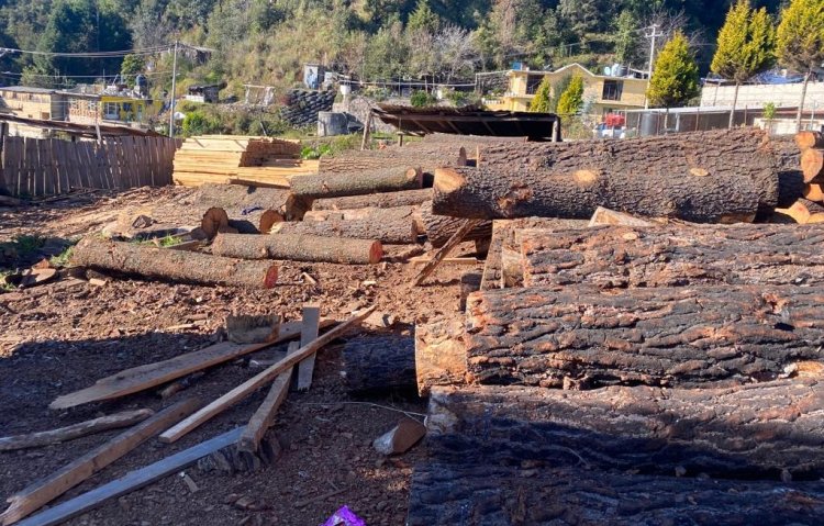 Golpe a talamontes de Huitzilac con operativo de fuerzas federales