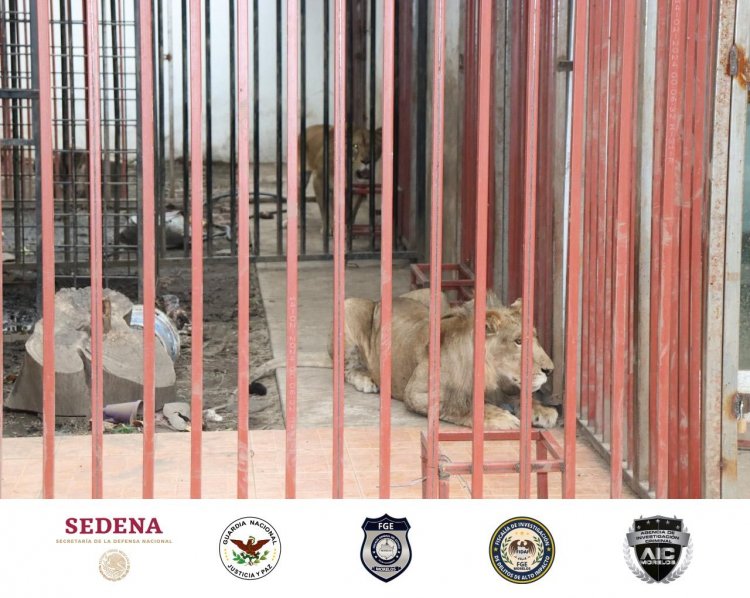 Felinos y vehículos decomisados en cateo de fuerzas locales y federales