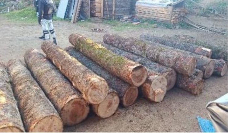 Se dio golpe a taladores que operan entre Morelos y CDMX