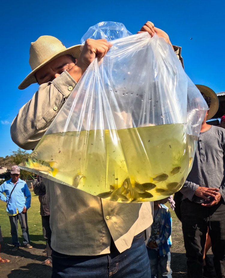 Desarrollan investigadores de la UAEM proyecto para reintroducción de la mojarra criolla