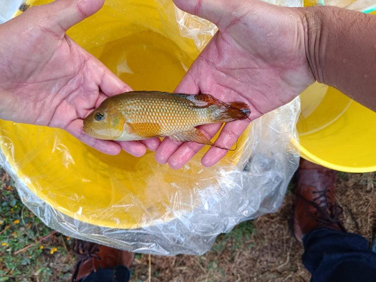 Desarrollan investigadores de la UAEM proyecto para reintroducción de la mojarra criolla