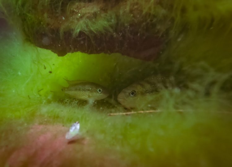 Desarrollan investigadores de la UAEM proyecto para reintroducción de la mojarra criolla