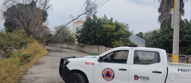 Fuertes vientos derrumbaron  varios árboles en Yautepec