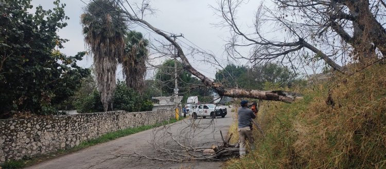 Fuertes vientos derrumbaron  varios árboles en Yautepec