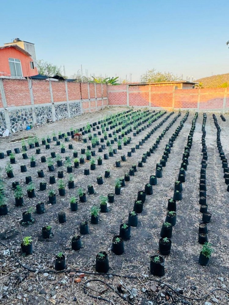 Aseguraron un predio usado para el cultivo masivo de aparente marihuana