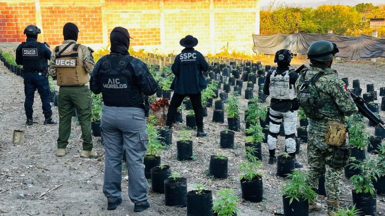 Aseguraron un predio usado para el cultivo masivo de aparente marihuana