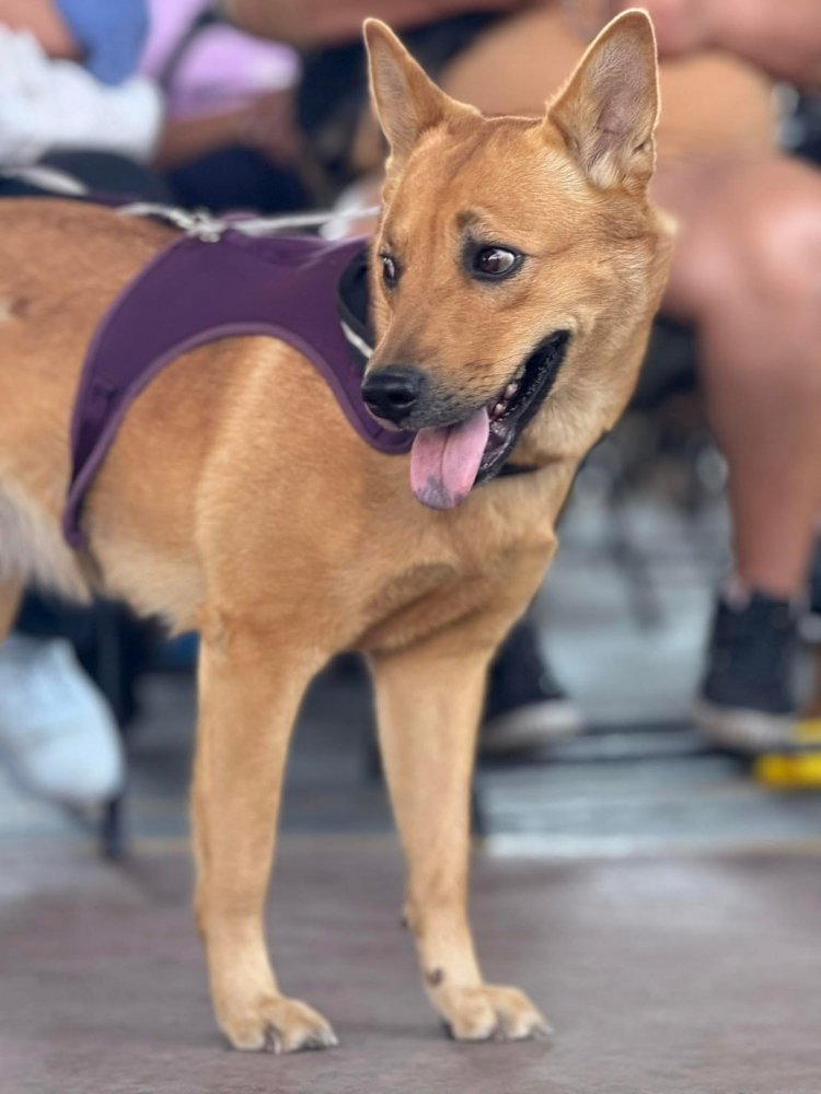 Se vivió exitosa jornada de registro  de mascotas en poblado de Acatilipa