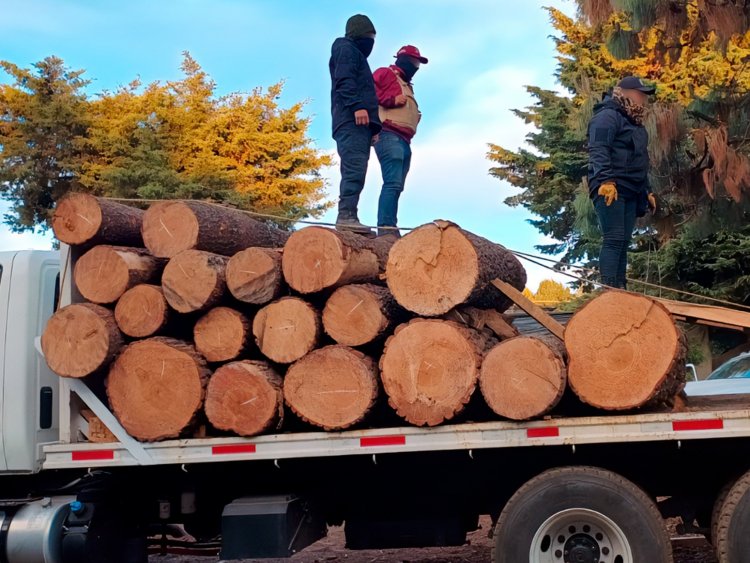 Aserradero clandestino en Huitzilac, clausurado