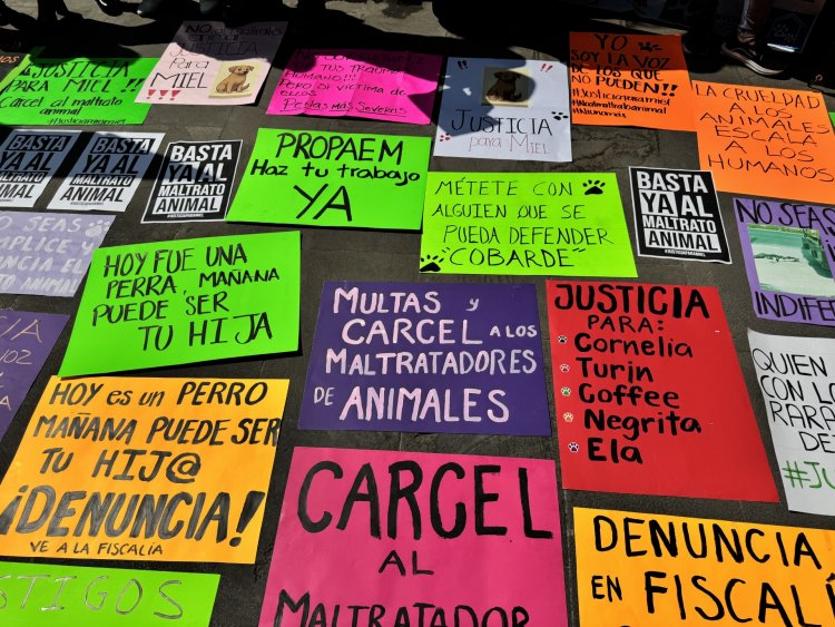 La muerte violenta de una perrita y  otros casos serán atendidos: FGE