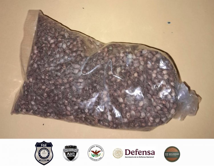 Hallan droga durante cateo mixto en Jojutla