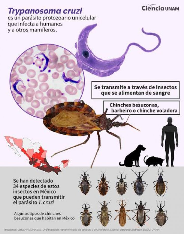 Se refuerzan acciones en contra del mal de Chagas