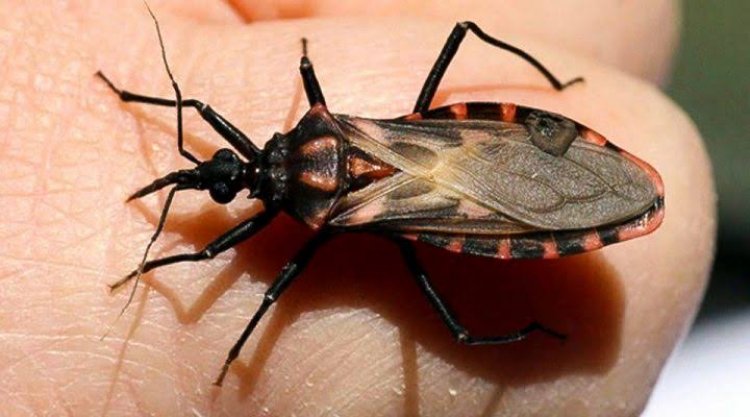 Se refuerzan acciones en contra del mal de Chagas