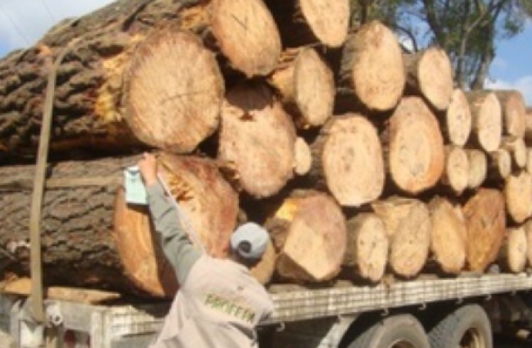 Agarraron camión con madera ilegal en la México-Cuernavaca