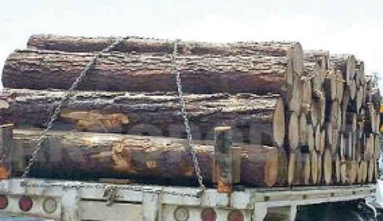 Agarraron camión con madera ilegal en la México-Cuernavaca