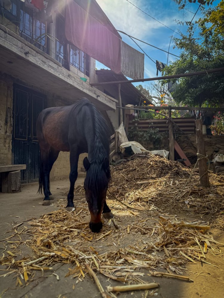 En Hueyapan, impulsan modelo  turístico de su identidad cultural