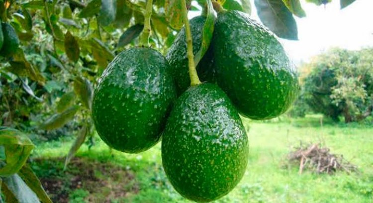 Apoya gobierno de Morelos  la exportación del aguacate