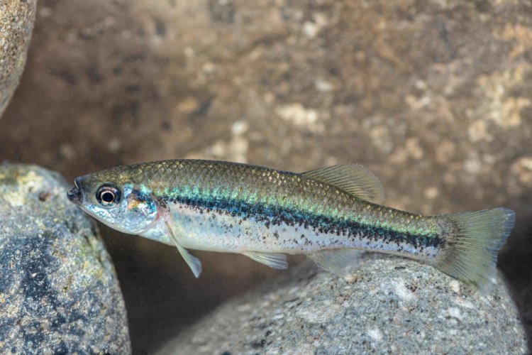 Firmó el gobierno convenio para  la protección de la biodiversidad