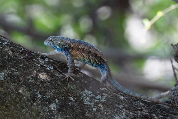 Firmó el gobierno convenio para  la protección de la biodiversidad