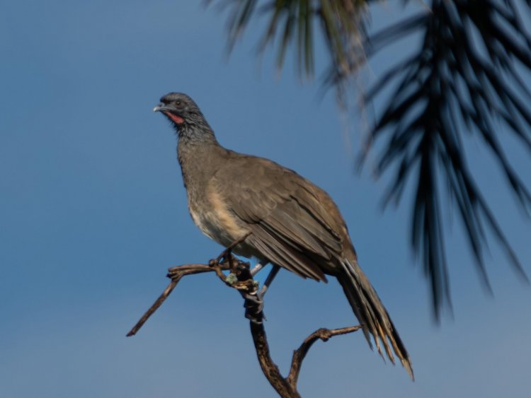 Firmó el gobierno convenio para  la protección de la biodiversidad
