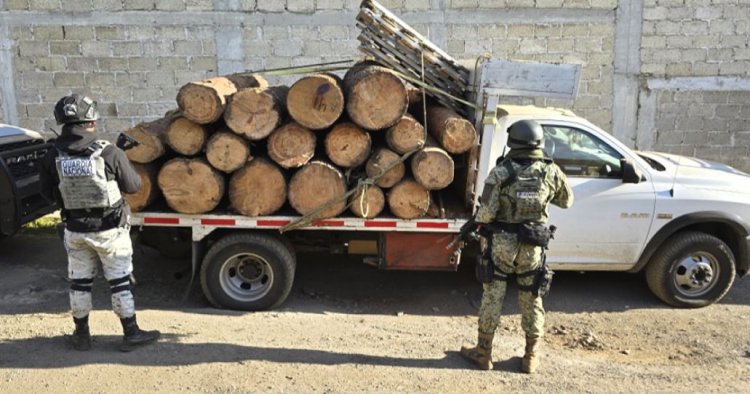 Se han dado importantes golpes contra la tala ilegal