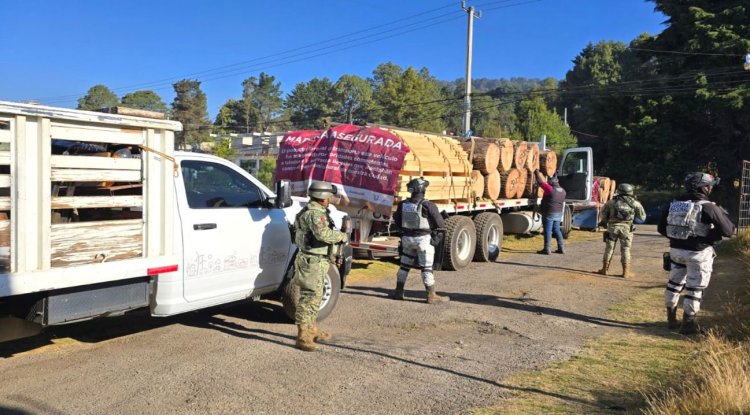 Se han dado importantes golpes contra la tala ilegal