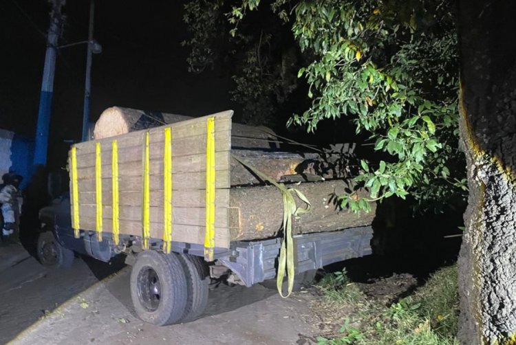Se han dado importantes golpes contra la tala ilegal