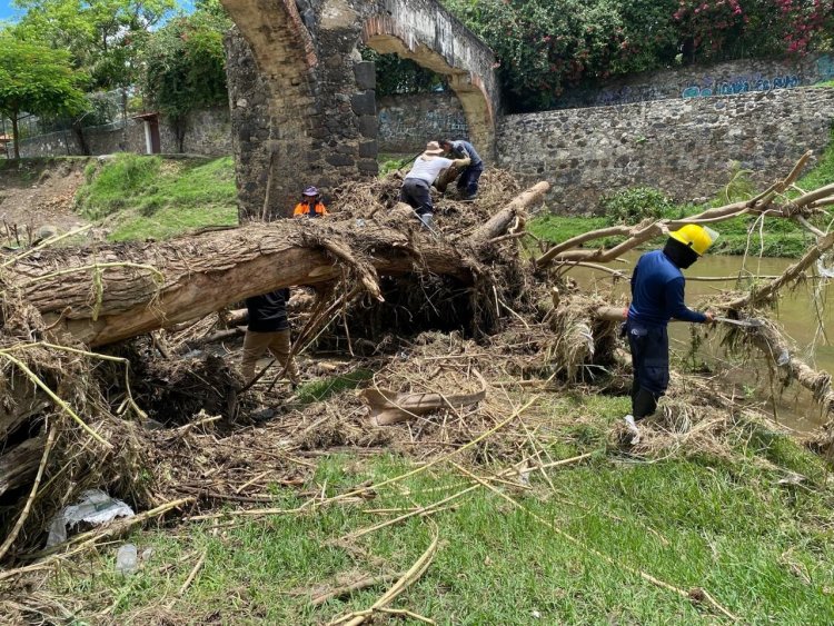 Árbol derribado por las precipitaciones  amenazó con inundación en Yautepec
