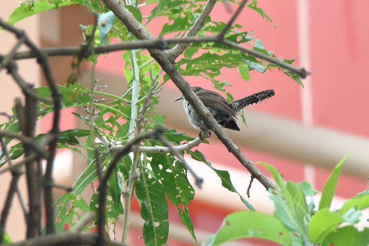 Fomenta el CIB la conservación con recorrido para observación de aves