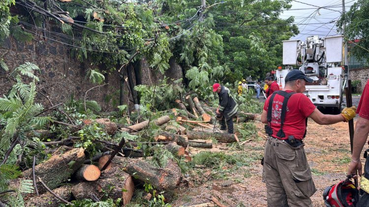 Árboles, barda y poste caídos e  inundaciones padeció la capital