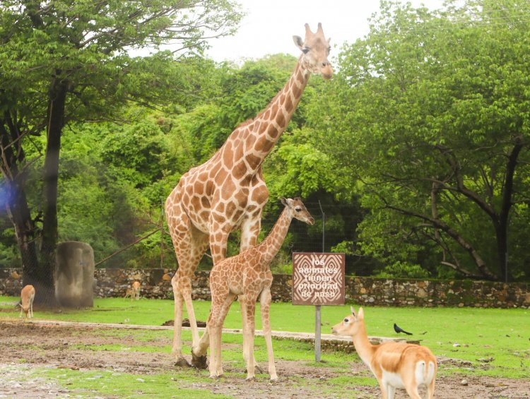 Invitan a ponerle nombre a nueva jirafa morelense