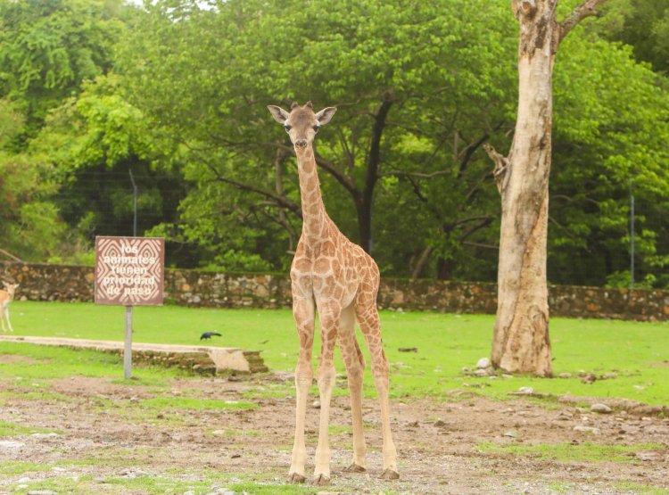 Invitan a ponerle nombre a nueva jirafa morelense