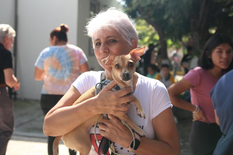 Gran jornada de esterilización  de perros y gatos en Jiutepec