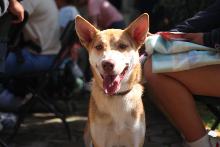 Gran jornada de esterilización  de perros y gatos en Jiutepec