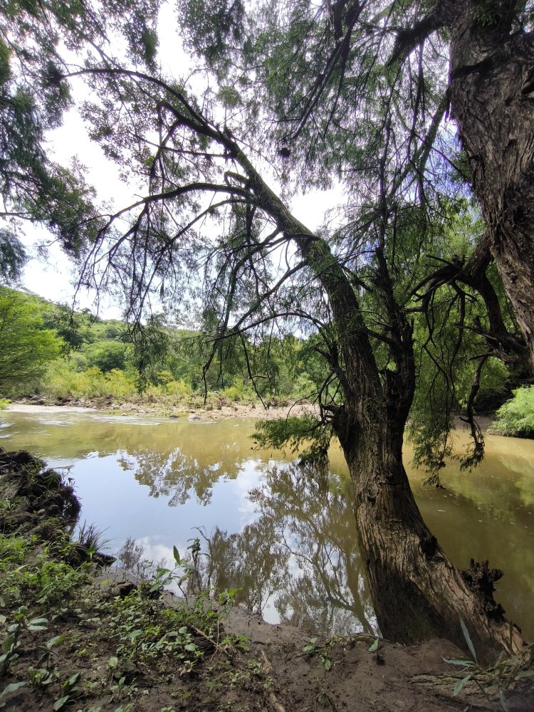 Colaboran para promover protección  del ahuehuete, como árbol ancestral