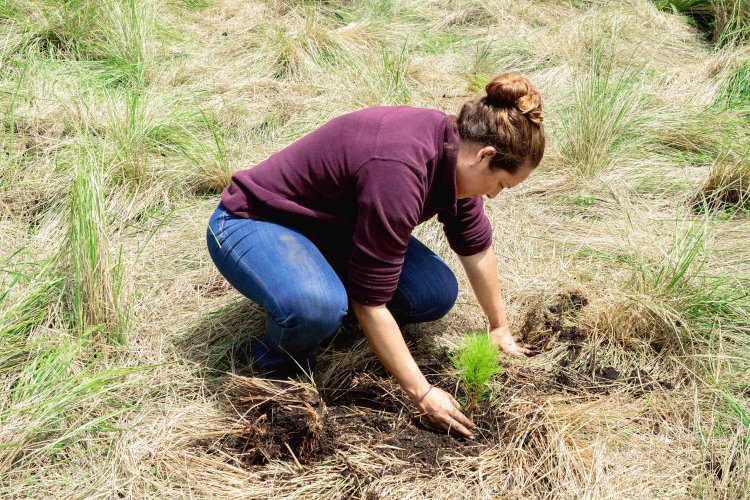 Sugiere investigador de UAEM  cambiar a restauración forestal