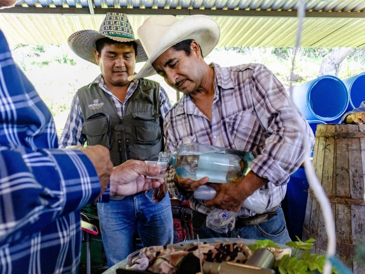 Se reconoció a los productores de  mezcal por denominación de origen