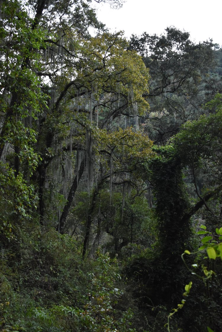 Ya hay nuevo diagnóstico   sobre el bosque de agua
