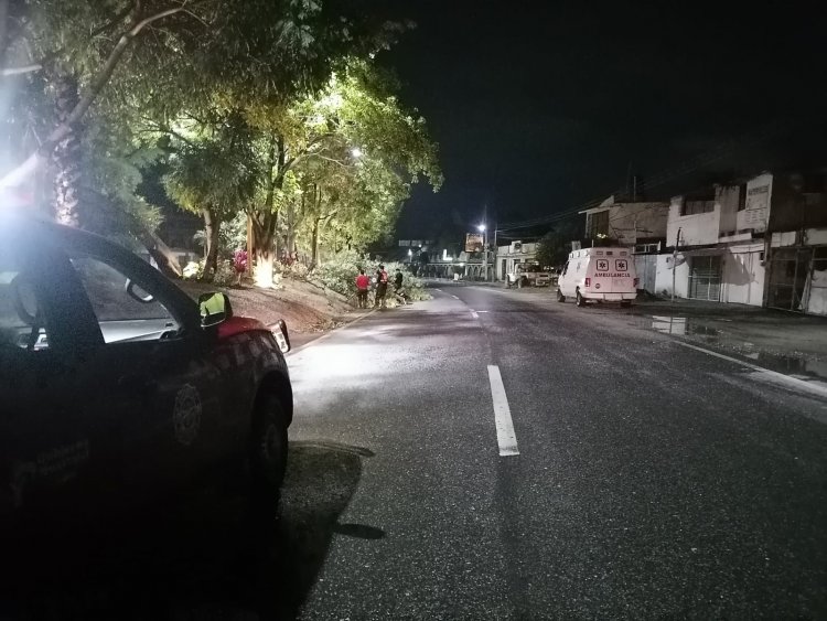 Sucumben árboles por el agua y viento en Yautepec