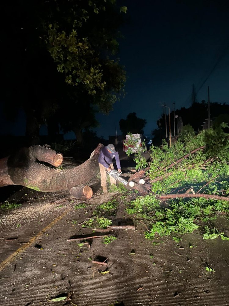 Sucumben árboles por el agua y viento en Yautepec