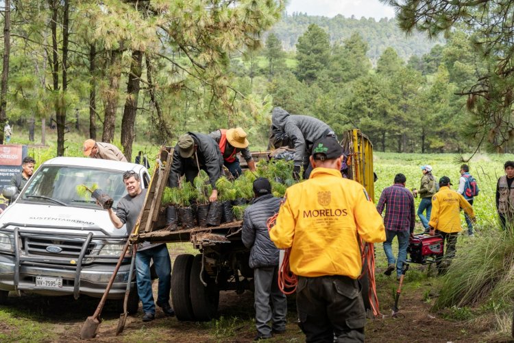 Realizan reforestación en favor del bosque de agua