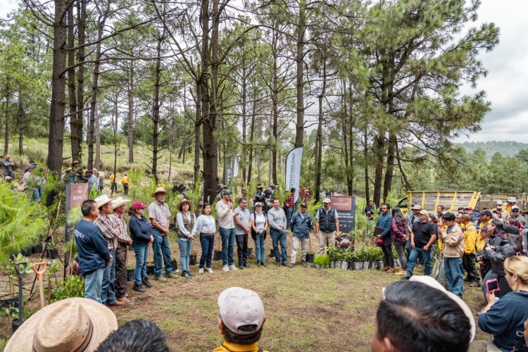Realizan reforestación en favor del bosque de agua
