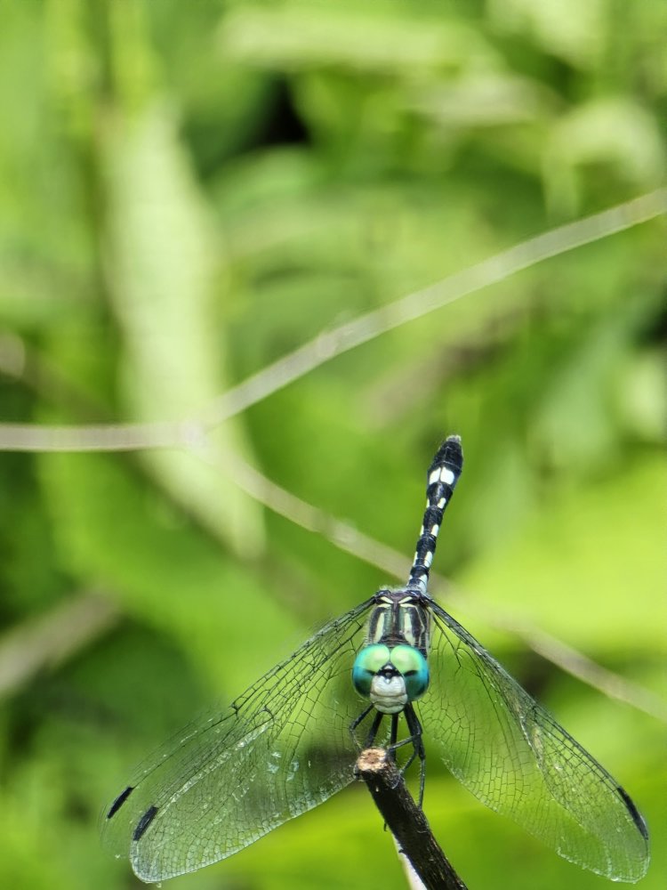 Trabajan investigadores para  proteger Laguna de Hueyapan