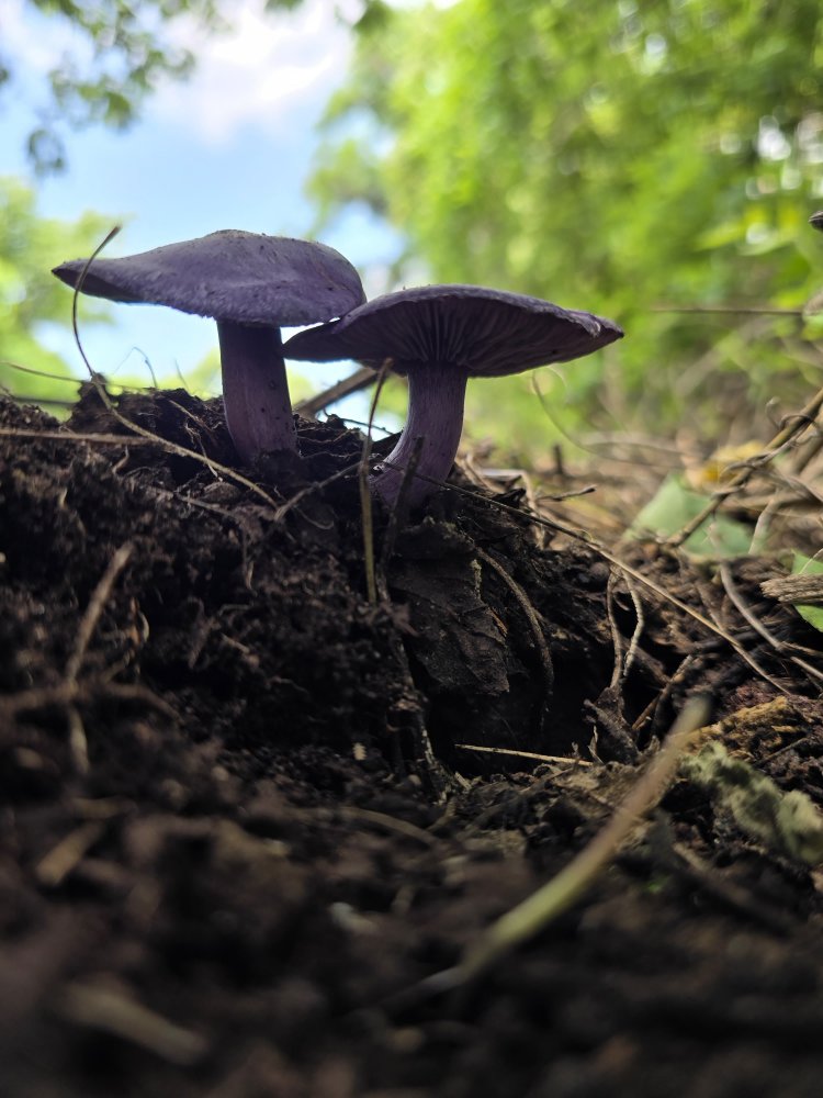 Trabajan investigadores para  proteger Laguna de Hueyapan