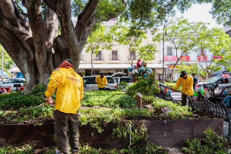 Se inician trabajos de revitalización del  arbolado en la Plaza de Armas capitalina