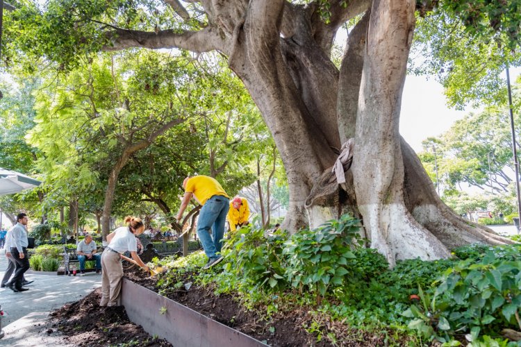 Se inician trabajos de revitalización del  arbolado en la Plaza de Armas capitalina
