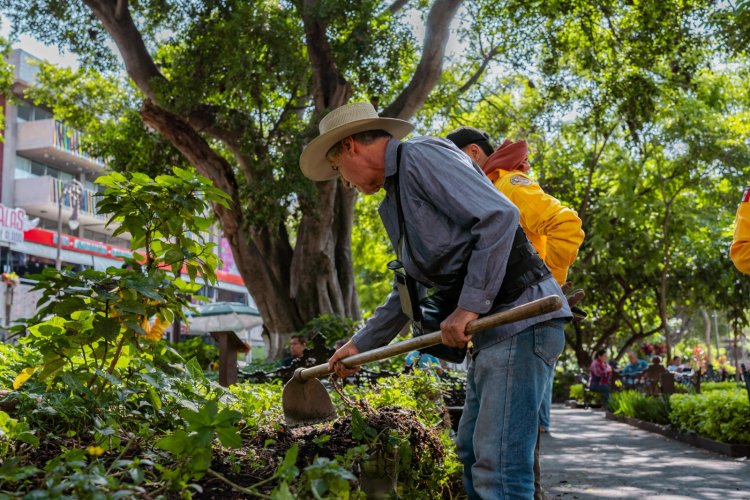 Se inician trabajos de revitalización del  arbolado en la Plaza de Armas capitalina
