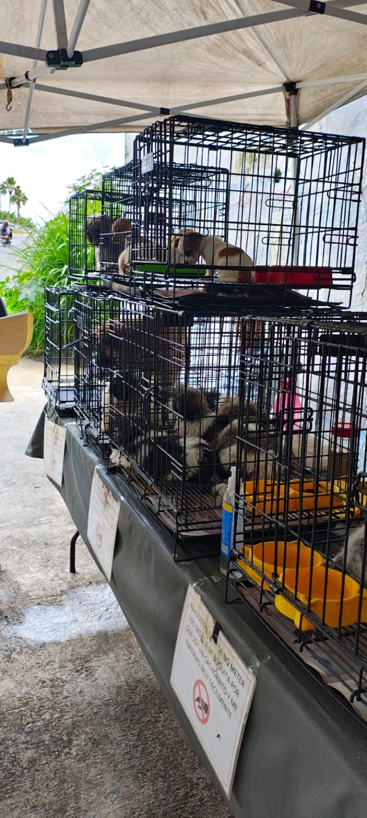 Aseguraron a mascotas ilegalmente  en venta en vía pública de Cuautla