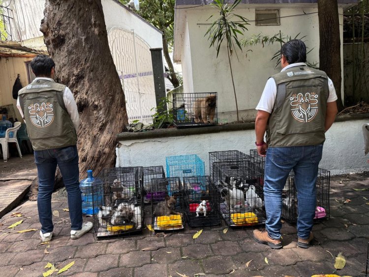 Aseguraron a mascotas ilegalmente  en venta en vía pública de Cuautla