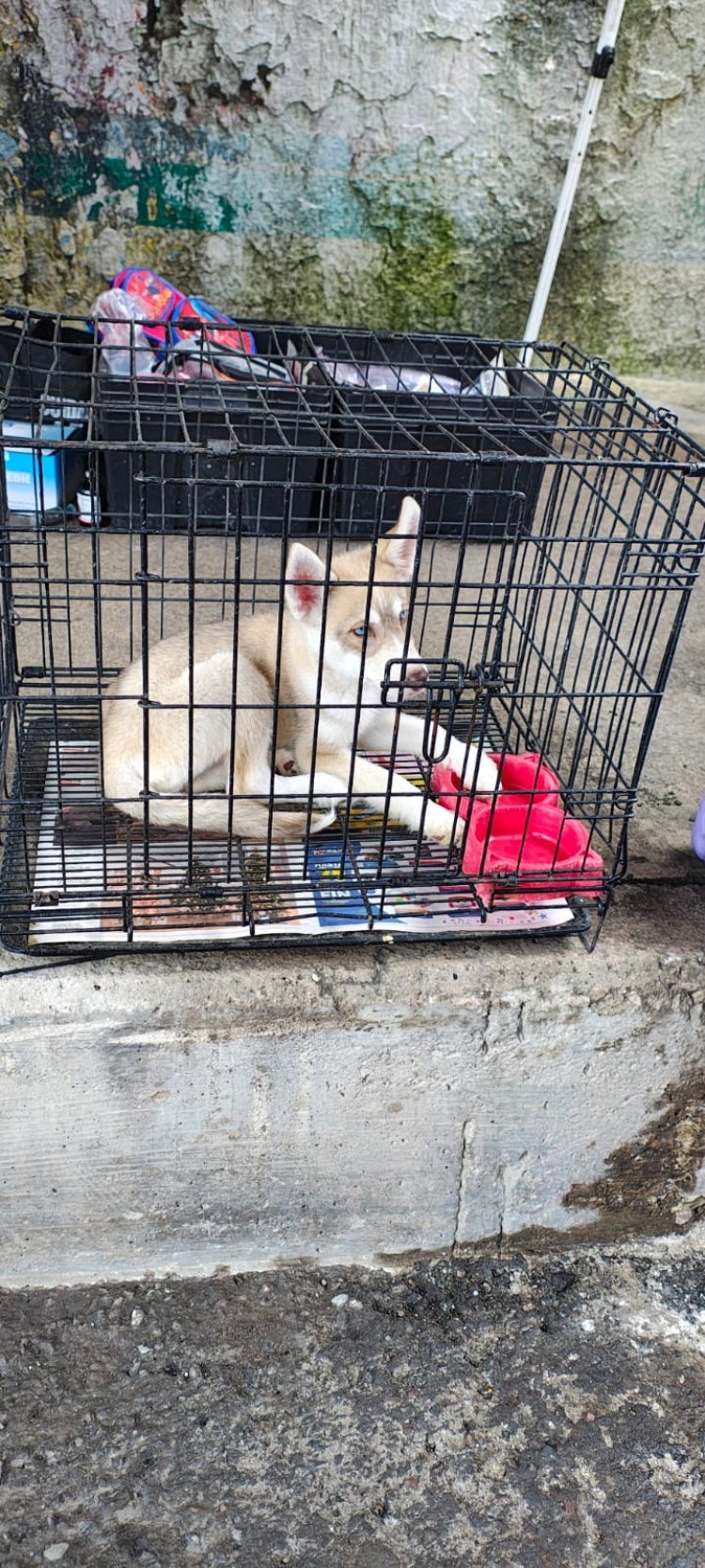 Aseguraron a mascotas ilegalmente  en venta en vía pública de Cuautla